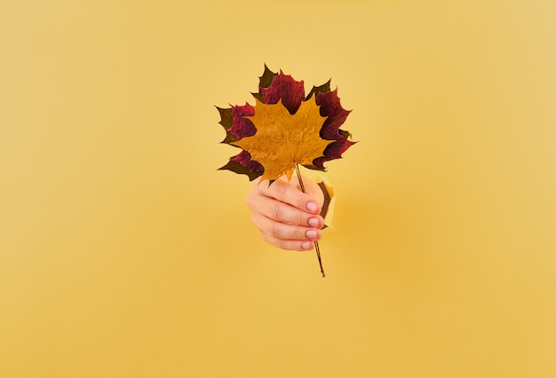 Foto mujer sosteniendo un ramo de hojas de otoño sobre fondo amarillo copia espacio