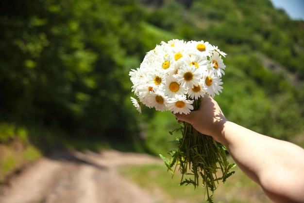 Mujer sosteniendo ramo de manzanilla en la naturaleza