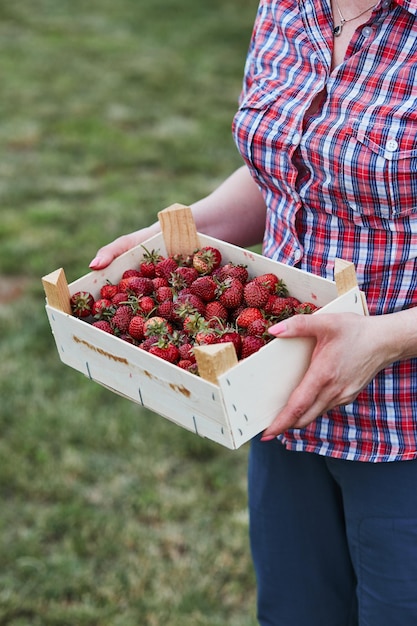Mujer sosteniendo un recipiente lleno de fresas recogidas en el huerto de la casa