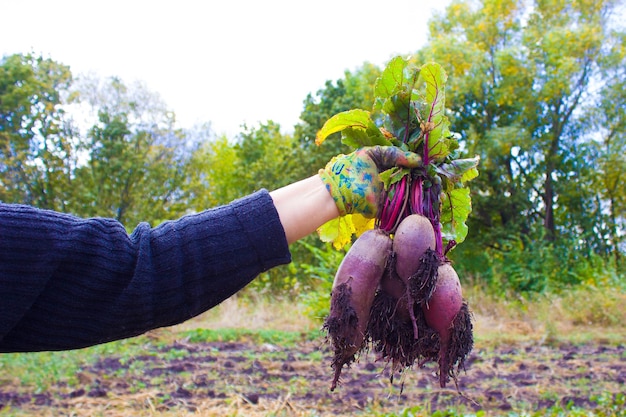 Una mujer sosteniendo remolachas en sus manos en el jardín Concepto de agricultura orgánica