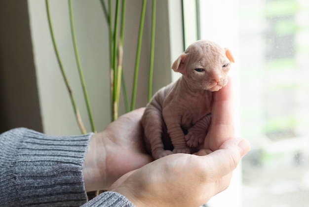 Mujer sosteniendo sphynx canadiense en manos en casa. Gato con ojos azules mirando a la cámara. Mascota sin pelo.