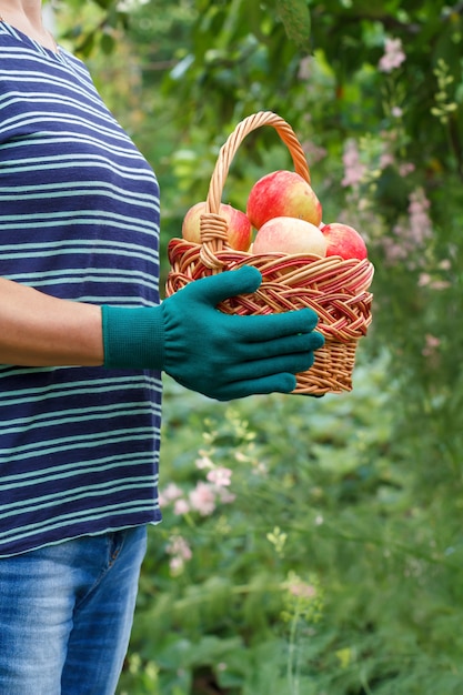 La mujer sostiene la cesta de mimbre con manzanas rojas en sus manos