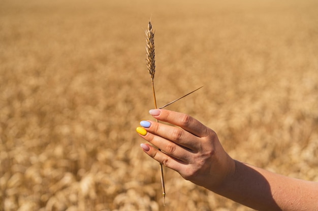 Una mujer sostiene una espiga de trigo en el contexto de un campo de maduración con una manicura en los colores de Ucrania El concepto de crisis alimentaria mundial por hambre a través de la guerra de Rusia contra Ucrania