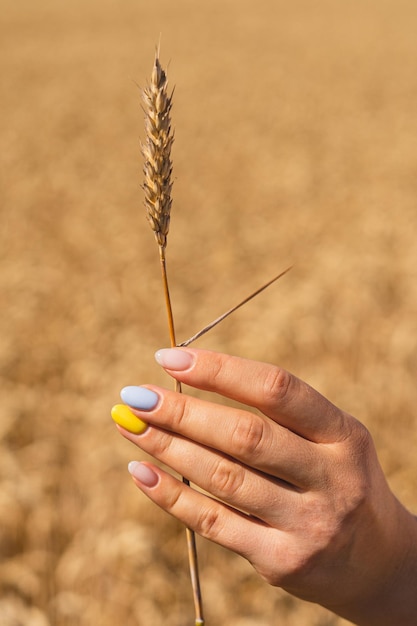 Una mujer sostiene una espiga de trigo en el contexto de un campo de maduración con una manicura en los colores de Ucrania El concepto de crisis alimentaria mundial por hambre a través de la guerra de Rusia contra Ucrania