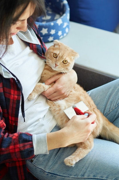 La mujer sostiene el gato pelirrojo británico y lo peina, la hembra cuida al animal doméstico en casa con luz natural.