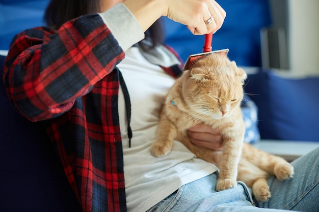 La mujer sostiene el gato pelirrojo británico y lo peina, la hembra cuida al animal doméstico en casa con luz natural.