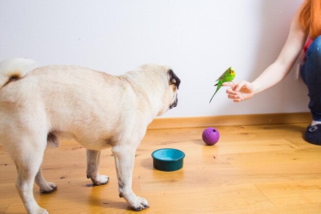 La mujer sostiene un loro en su dedo y se lo muestra a un perro pug en el interior Concepto de citas para mascotas