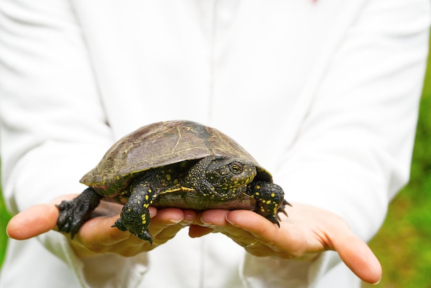 La mujer sostiene una pequeña tortuga en la mano. Deje que la tortuga se la lleve a la naturaleza por hacer méritos.