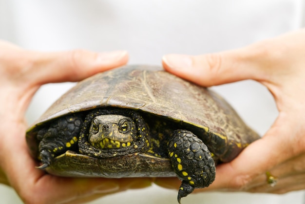 La mujer sostiene una pequeña tortuga en la mano. Deje que la tortuga se la lleve a la naturaleza por hacer méritos.