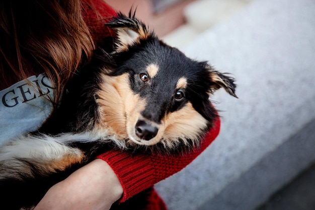 Una mujer sostiene un perro con un suéter rojo.