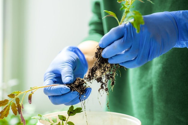 Mujer sostiene plántulas de tomate cultivadas en macetas antes de plantar en el jardín