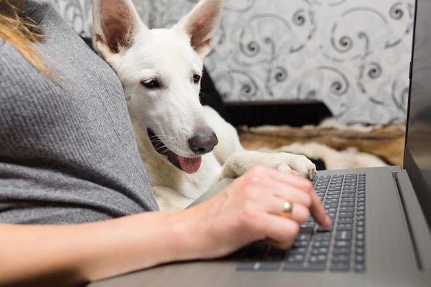 Una mujer con su mascota pastor suizo blanco usa una computadora portátil