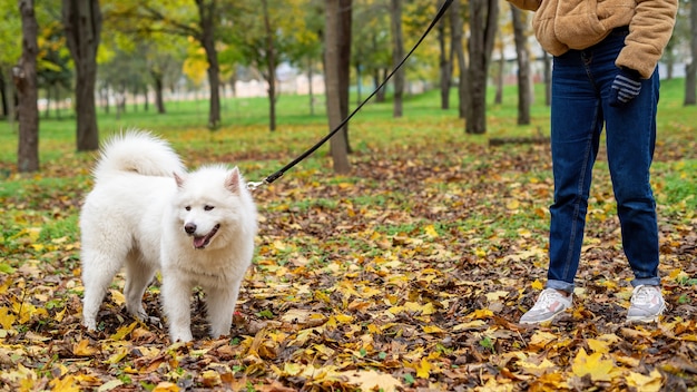 Mujer con su perro en otoño en un parque. La mujer sostiene la correa. Hojas amarillentas en el suelo