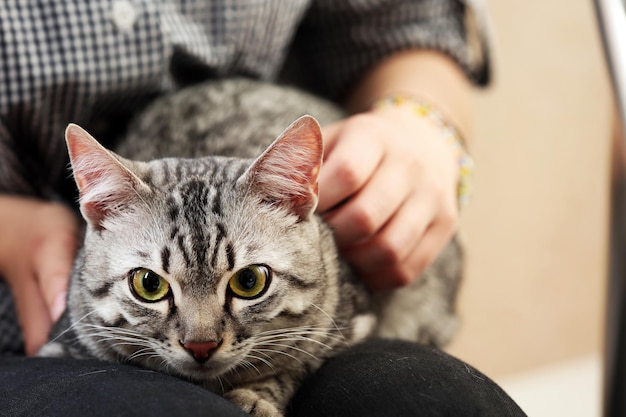 Mujer, tenencia, lindo, gato, cicatrizarse