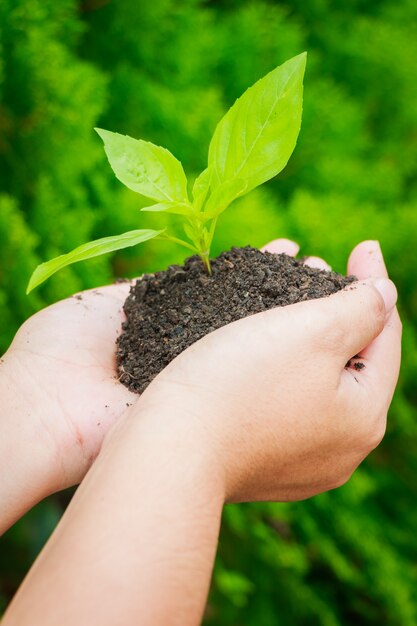 Mujer, tenencia, planta joven, en, manos