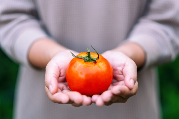 Un, mujer, tenencia, un, tomate fresco, en, manos