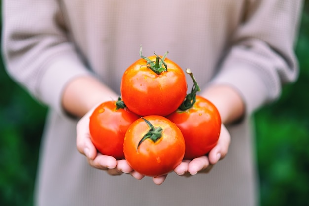 Un, mujer, tenencia, un, tomates frescos, en, manos