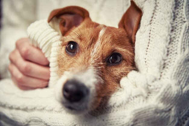 Mujer tiene perro en sus manos. Concepto de cuidado de mascotas