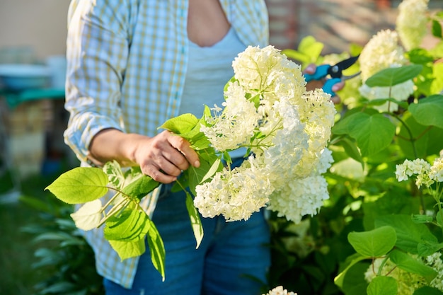 Mujer con tijeras de podar cortando flores de hortensia blanca