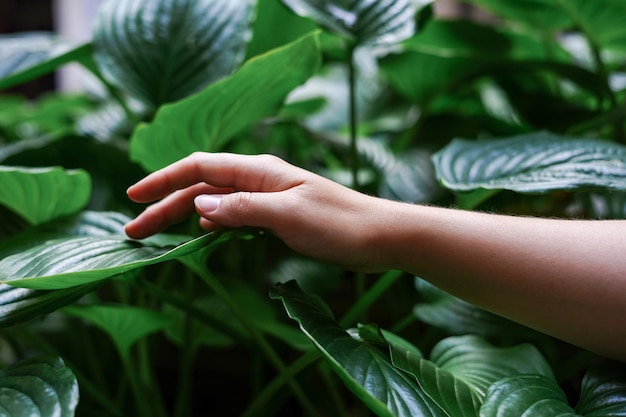 Mujer tocando hojas verdes en el bosque Belleza en la naturaleza