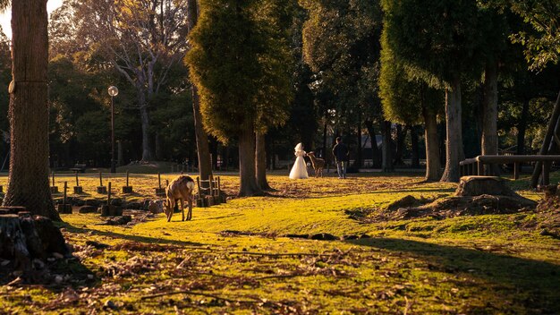 Mujer toma fotografías de boda con un hermoso vestido blanco y ciervos salvajes en un parque japonés de Nara durante la temporada de primavera. Sika Cervus nippon en Japón