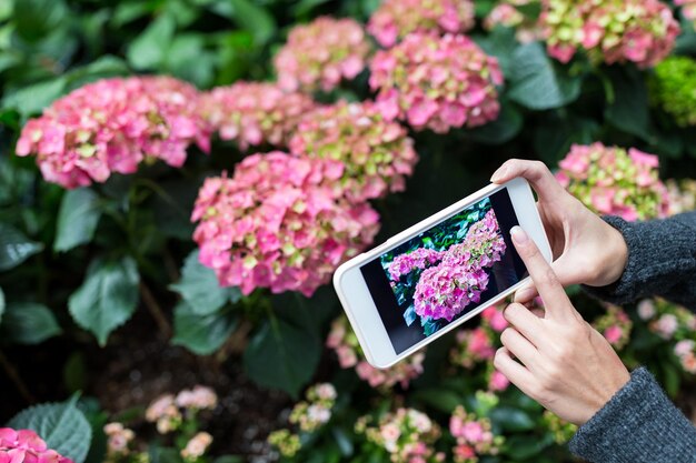 Mujer tomando fotos en el teléfono móvil con Hydrangea en el jardín