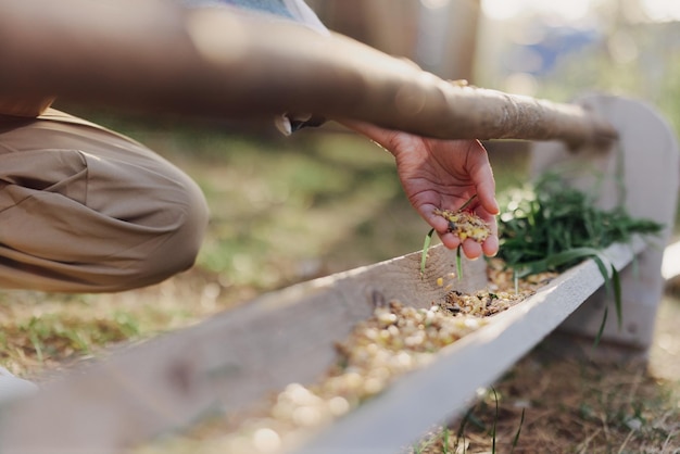 Una mujer trabaja en una granja y alimenta a sus pollos con alimentos saludables poniendo pasto orgánico joven y piensos compuestos en sus comederos a mano para alimentarlos