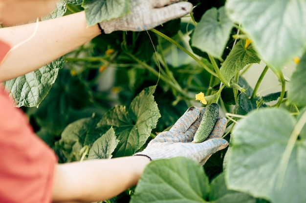 Una mujer trabaja en un invernadero de agricultores en la primavera recogiendo pepinos verdes frescos Cultivo de cultivos vegetales industriales