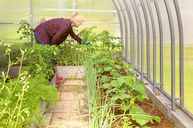 La mujer trabaja en un invernadero, examinando los pepinos y tomates plantados.