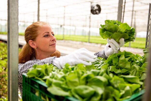 Mujer trabajadora admira una planta de ensalada mientras la pone en la canasta. Salat fresco