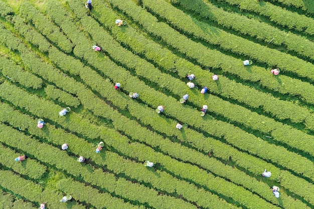 Mujer trabajadora recogiendo hojas de té en una plantación de té