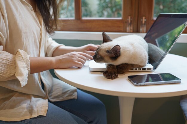 Mujer trabajando desde casa con gato gato durmiendo en el ordenador portátil asistente de teclado gato trabajando en ordenador portátil