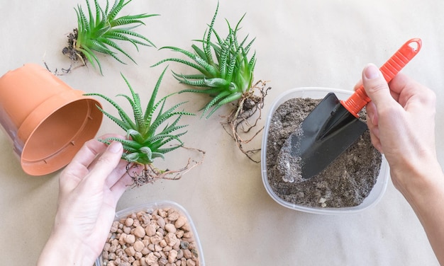 Mujer trasplantando Haworthia a una maceta en la vista superior de la mesa Cuidado de las plantas de la casa