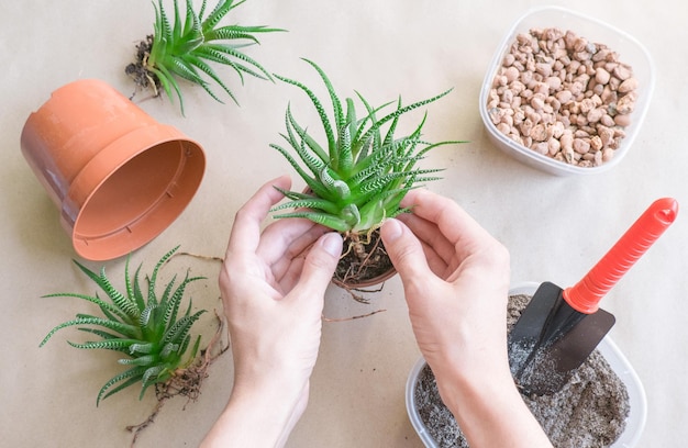 Mujer trasplantando Haworthia a una maceta en la vista superior de la mesa Cuidado de las plantas de la casa