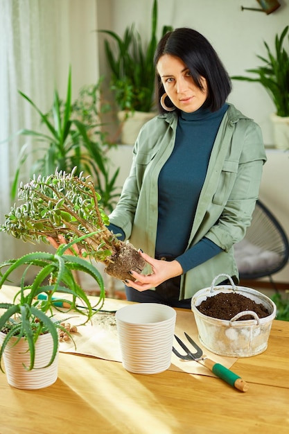 Mujer trasplantando la planta de Crassula a una maceta nueva en casa