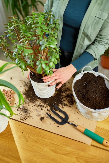 Mujer trasplantando la planta de Crassula a una maceta nueva en casa