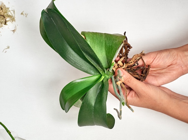 Foto mujer trasplantar orquídeas en casa