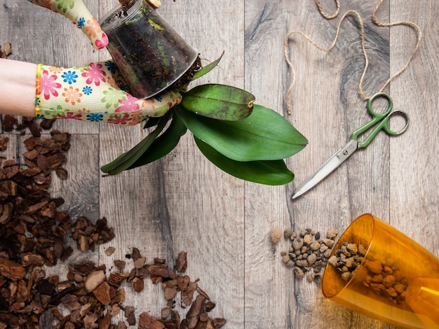 Mujer trasplantar planta de orquídeas.