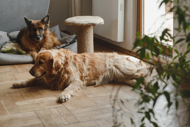 Mujer con tres perros acurrucados en el suelo