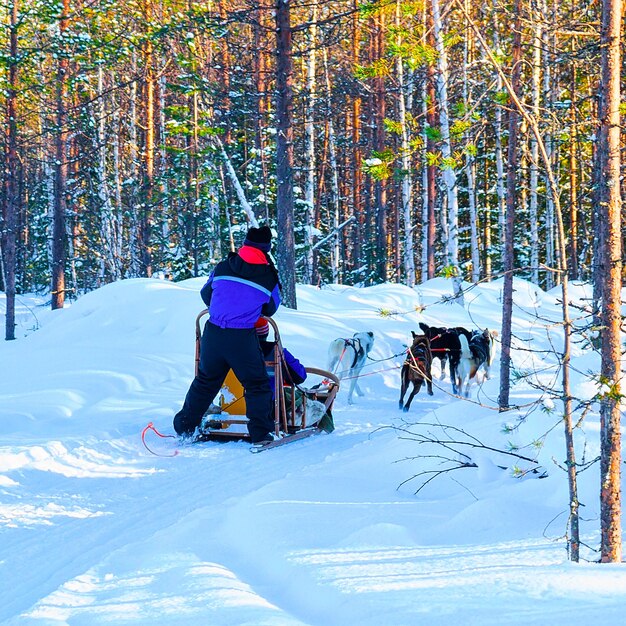 Mujer con trineo de perros de la familia Husky en invierno Rovaniemi de Finlandia de Laponia. Paseo en trineo de damas y perros en Noruega. Chica en trineo de animales en una granja finlandesa, Navidad. Trineo. Safari en trineo y paisaje