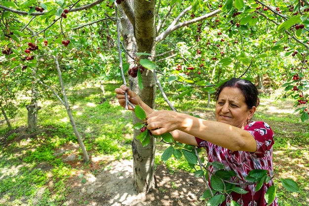 Mujer uzbeka cosechando cerezas maduras