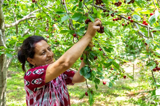 Mujer uzbeka cosechando cerezas maduras