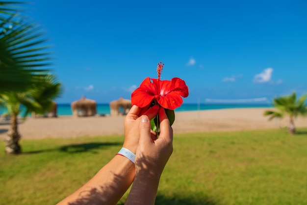 Mujer de vacaciones por la flor de hibisco del mar en las manos. Enfoque selectivo.