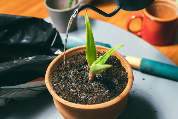 Mujer vertiendo agua en el suelo en maceta, cultivo de plantas en casa