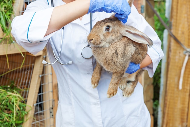 Mujer veterinaria con estetoscopio sosteniendo y examinando conejo en Rancho