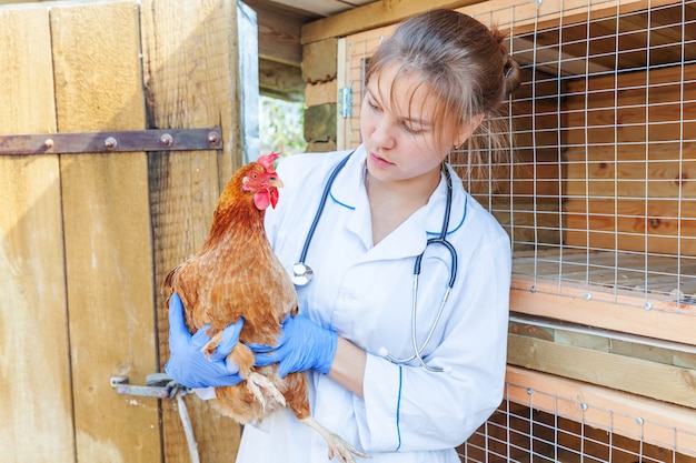 Mujer veterinaria con estetoscopio sosteniendo y examinando pollo en Rancho