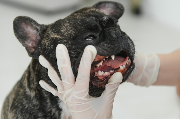 Mujer veterinaria examina al perro y acaricia su Hospital de salud animal con ayuda profesional para mascotas