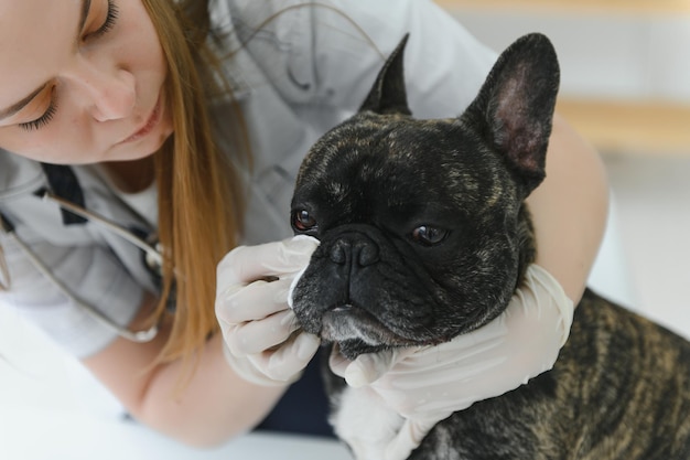 Mujer veterinaria examina al perro y acaricia su Hospital de salud animal con ayuda profesional para mascotas