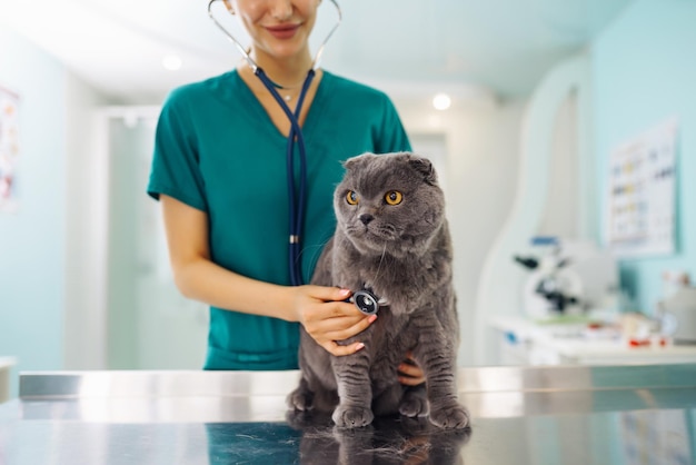 Mujer veterinaria examinando gato en la mesa en clínica veterinaria Tratamiento de medicina de mascotas