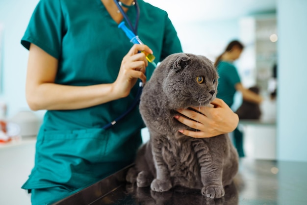 Mujer veterinaria examinando gato en la mesa en clínica veterinaria Tratamiento de medicina de mascotas